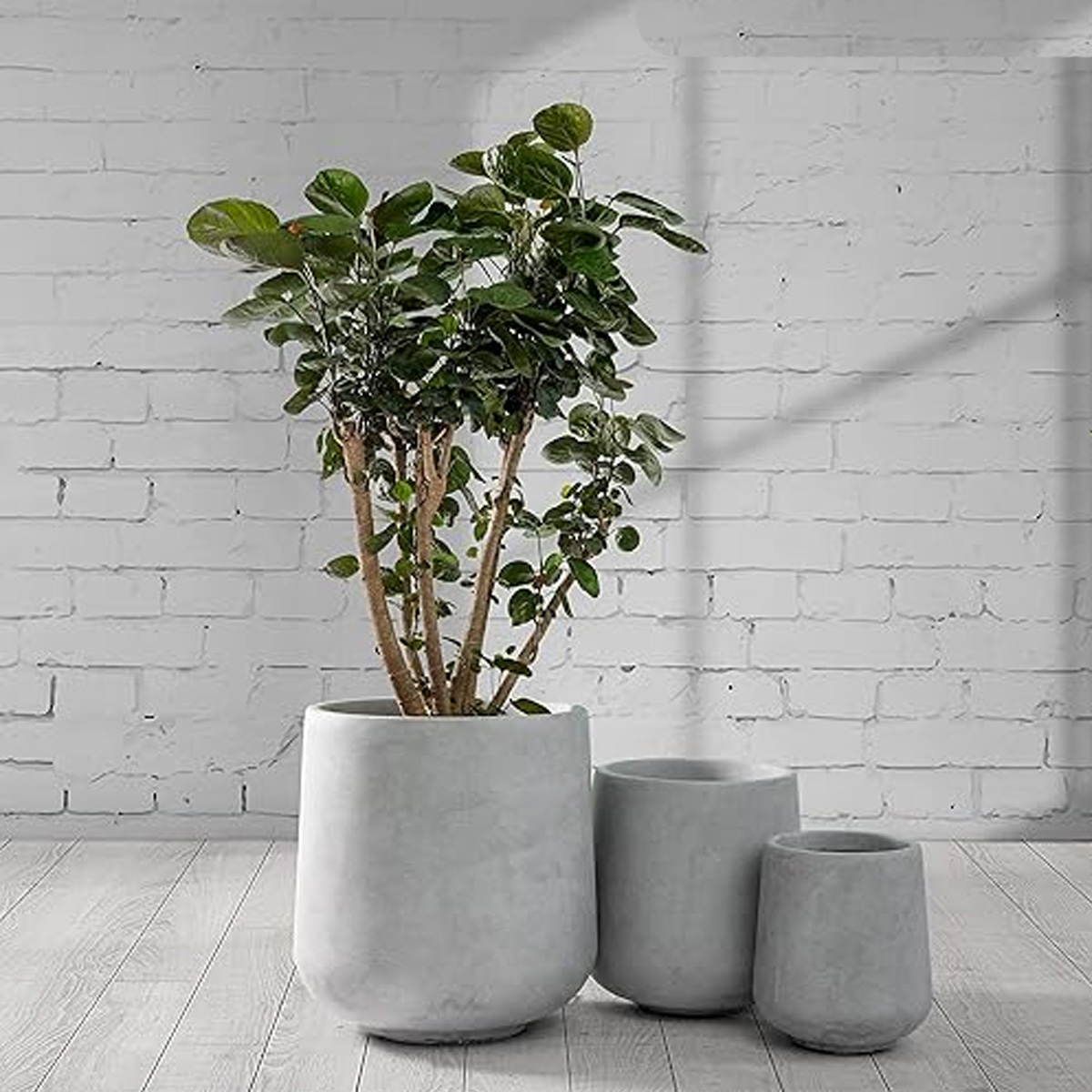 Plant Pot